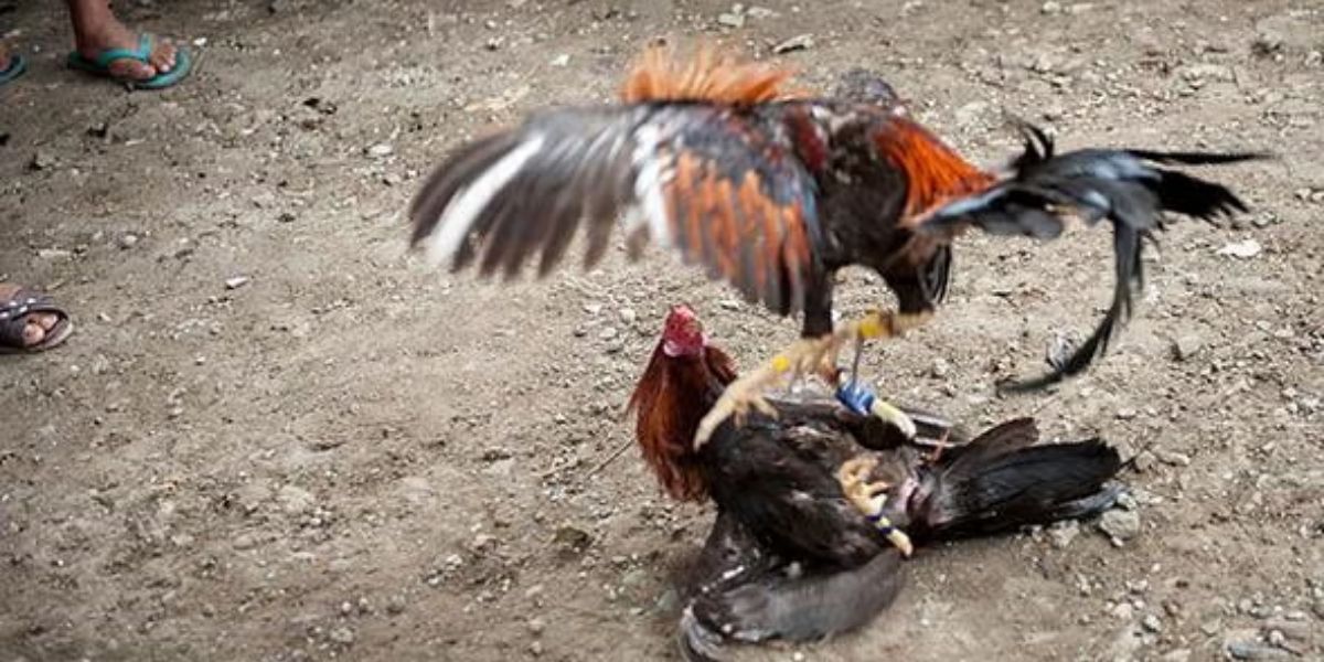 Understanding OKBET Cock Fighting Tips - ok4bet